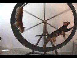 Katzen rennen im Hamsterrad katzen rennen im hamsterrad