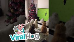 Katzen schauen Mäuse TV katzen schauen maeuse tv