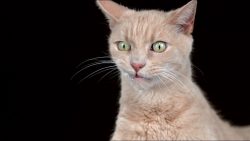 katzen schuetteln sich in zeitlu