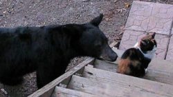 katzen sind doch erstaunliche ti