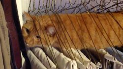 katzen stecken fest in sachen