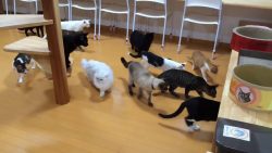 katzen vs wischroboter im katzen