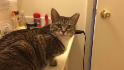 katzi hat immer hungry