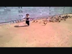 kind rennt vor huehnern weg