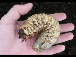 kleine raupe wird grosser kaefer