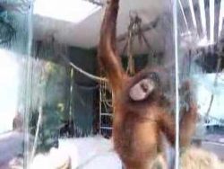 kleiner affe leckt die scheibe a