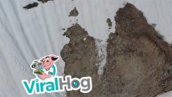 kleiner baer in grosser not am s