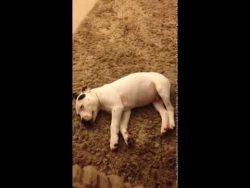 kleiner hund laesst einen furz