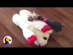 kleiner hund traegt sein spielze