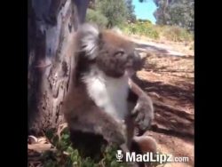 Koala ruft nach Bier koala ruft nach bier
