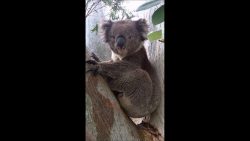 Koala verschluckt sich koala verschluckt sich