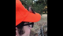 kolibri haelt muetze fuer eine b