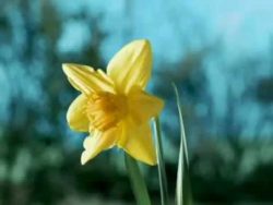 kotzende Blume - Optiker Werbung Apollo kotzende blume optiker werbung a