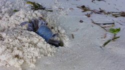 krabbe baut sich eine hoehle