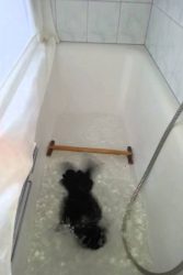 kraehe nimmt ein bad in der bade