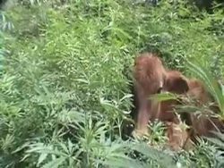 kuh im marihuana feld