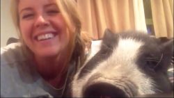 Kuscheln mit einem Schwein kuscheln mit einem schwein