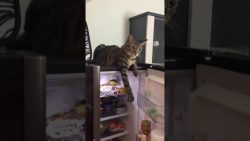 Lässt du den Kühlschrank bloss offen laesst du den kuehlschrank bloss