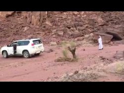 lasst den baum in der wueste doc