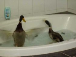 laufenten in der eigenen badewan