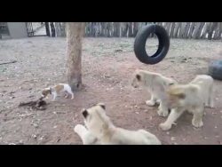 loewen haben angst vor dem hund