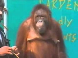 Lustiger Affe klaut allen die Show lustiger affe klaut allen die sh