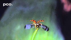 Marienkäfer Start in Slow Motion marienkaefer start in slow motio