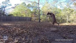 missgeschicke von hunden