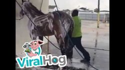 mit dem pferd in der waschanlage