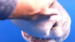 Mit einem weißen Hai tauchen und schwimmen mit einem weissen hai tauchen un