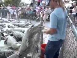 mit krokodilen spielt man nicht