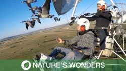 mit voegeln fliegen in der luft