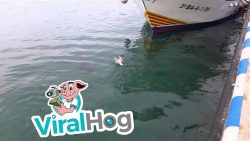 Möwe gegen Thunfisch moewe gegen thunfisch