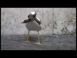 moewe verschlingt eine taube in