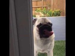 mops mit zungenkunst am fenster