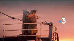 murmeltiere in grossen filmmomen