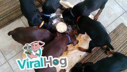 nahrungskreislauf bei hunden