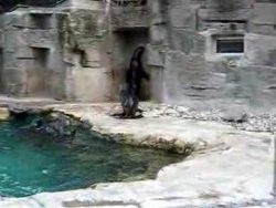 neugierige baby robbe