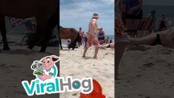 nicht das pferd anfassen