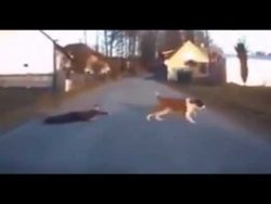 nicht der bester tag des herrche