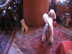 notgeiler pudel rubbelt