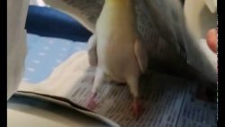 Nymphensittich spielt verstecken nymphensittich spielt verstecken