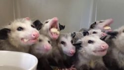 Opossums essen Bananen opossums essen bananen