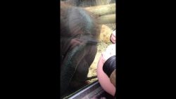 orang utan und der babybauch