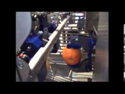 orangen kiwi grapefruit schaelma