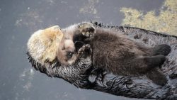 otter mama und otter baby