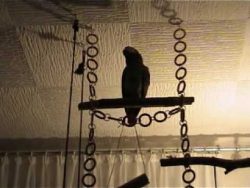 Papagei Carlo telefoniert papagei carlo telefoniert