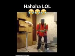 papagei rastet aus und schimpft