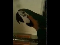 papagei sagt what the fuck wtf