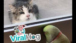 papagei spielt verstecken mit na